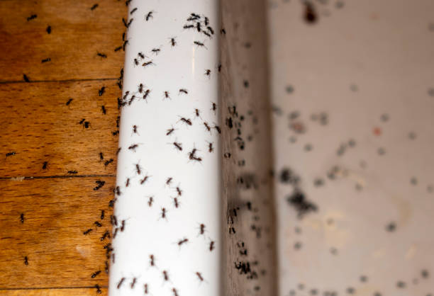 Best Pest Removal Services  in Muldrow, OK