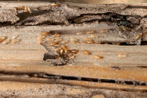 Best Ant Control Services  in Muldrow, OK